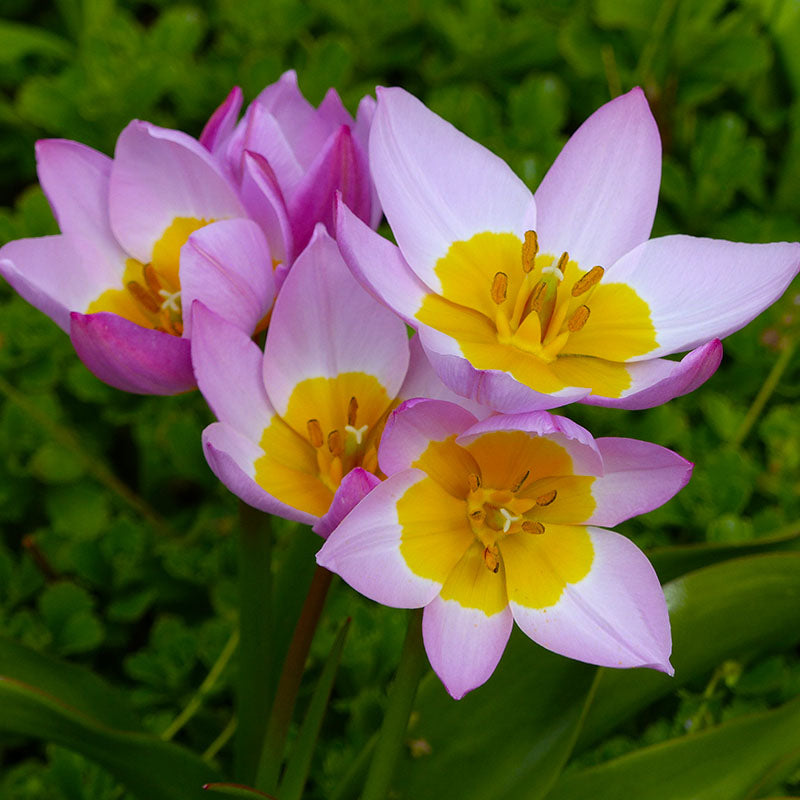 Bakeri lilac wonder