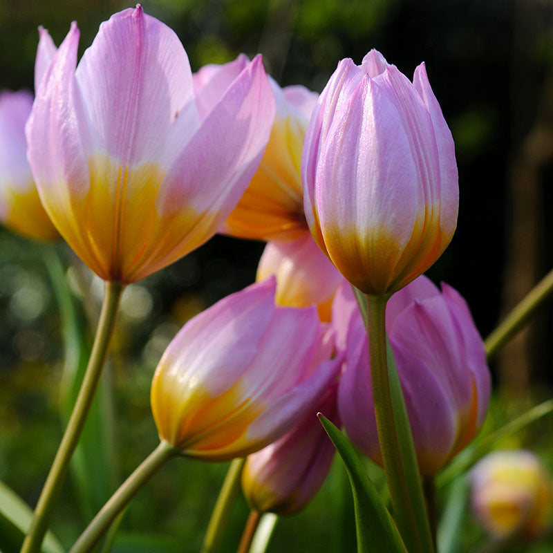 Bakeri lilac wonder