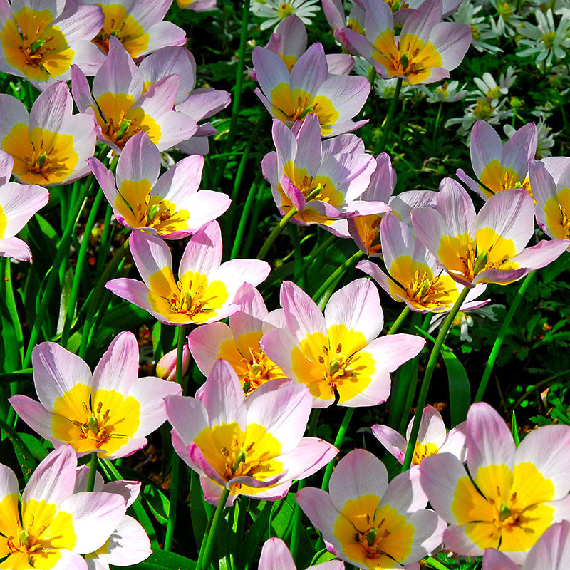 Bakeri lilac wonder