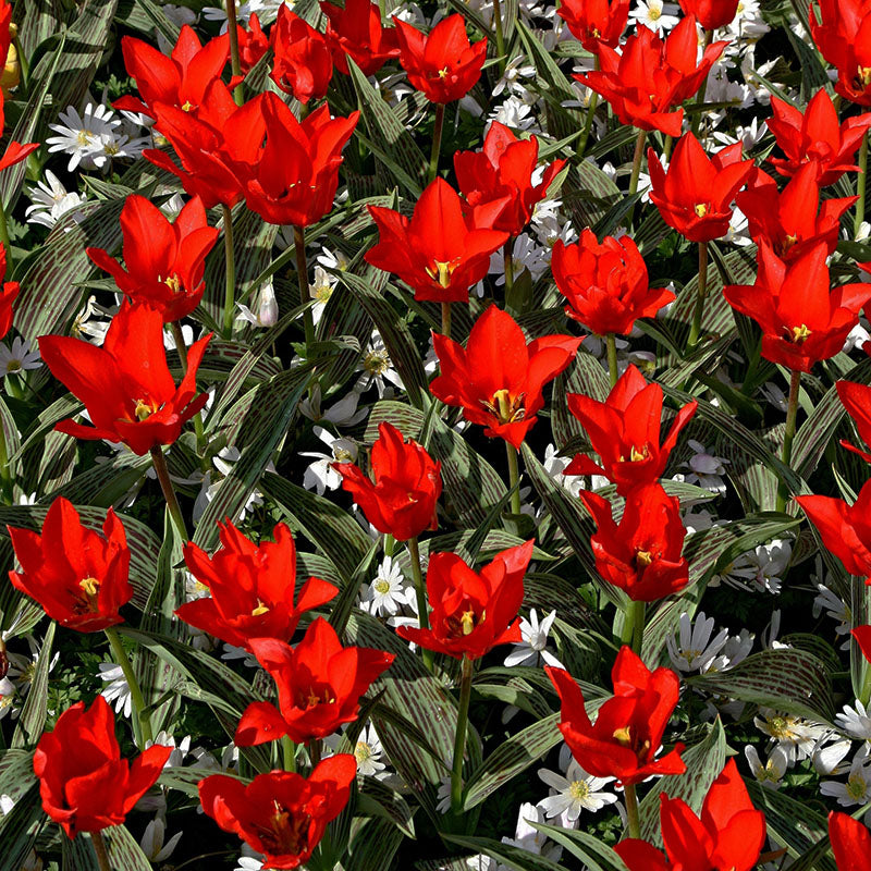Rotkäppchen