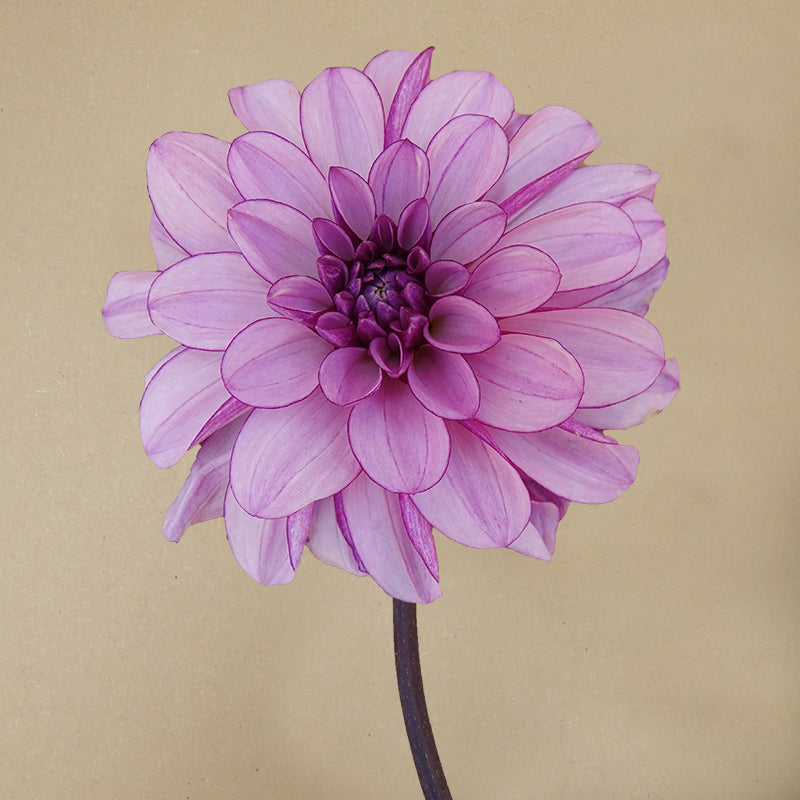 Creme de Cassis