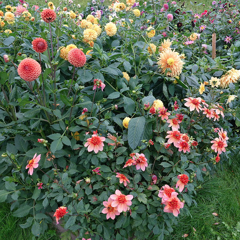 Totally Tangerine