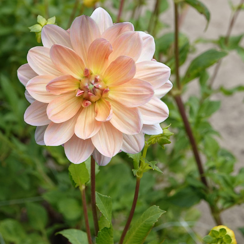 Apricot Desire