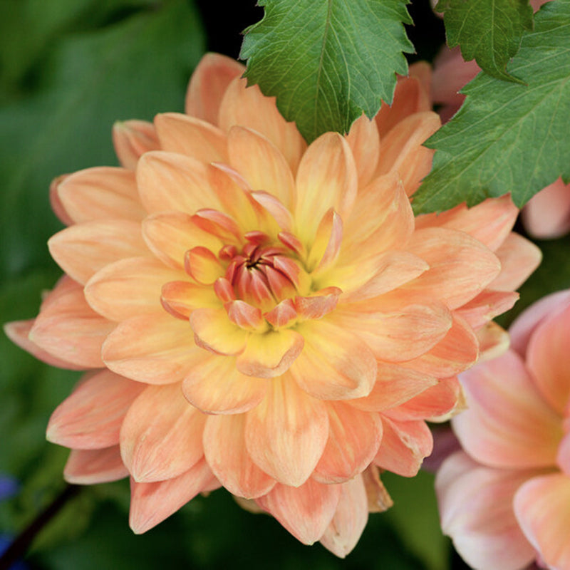 Apricot Desire
