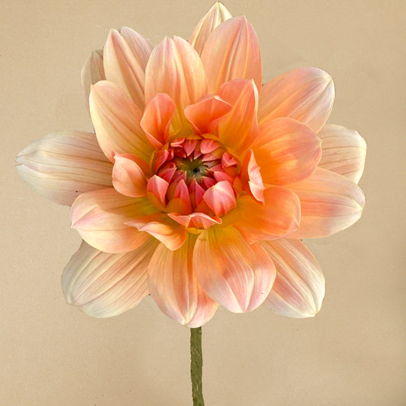 Apricot Desire