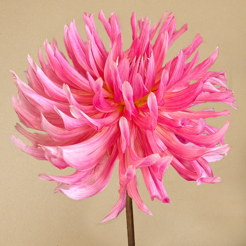 Hollyhill cotton candy