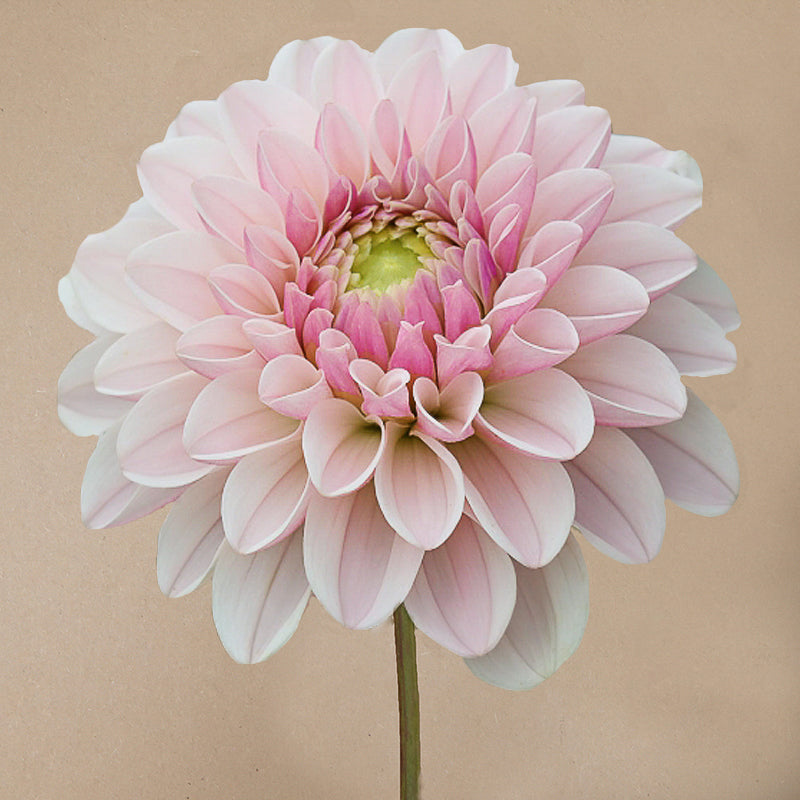 Pink Silk