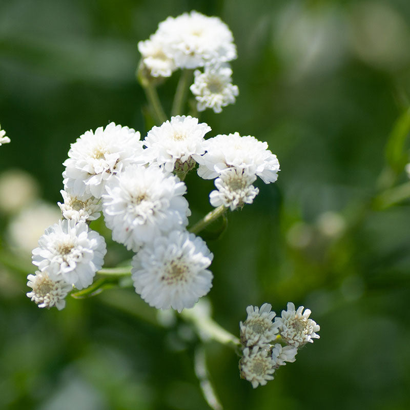 Gypsophila Bristol fairy