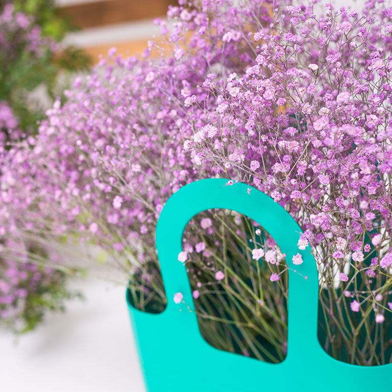 Gypsophila Rosea
