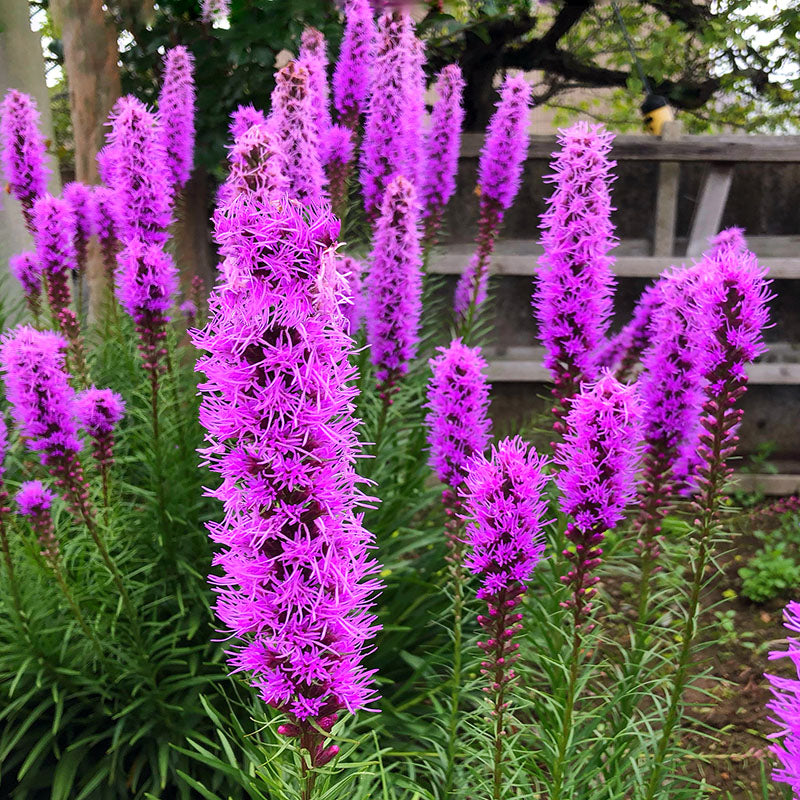 Spicata