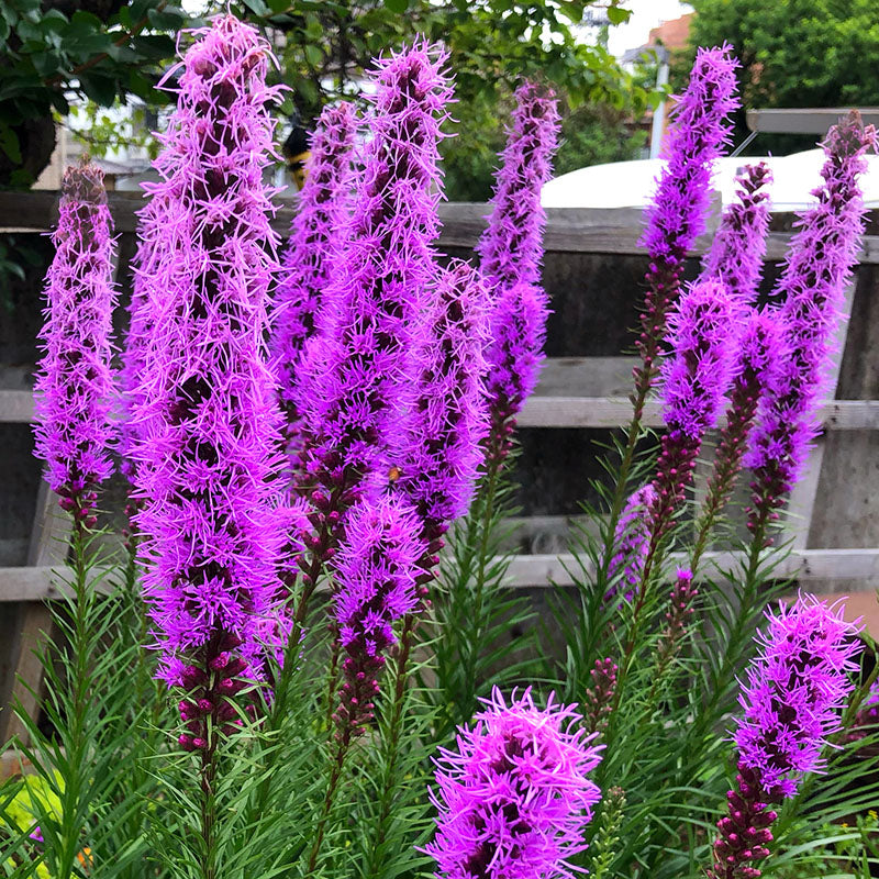 Spicata