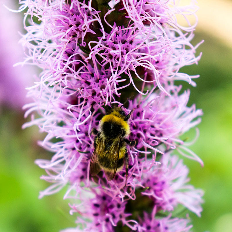 Spicata