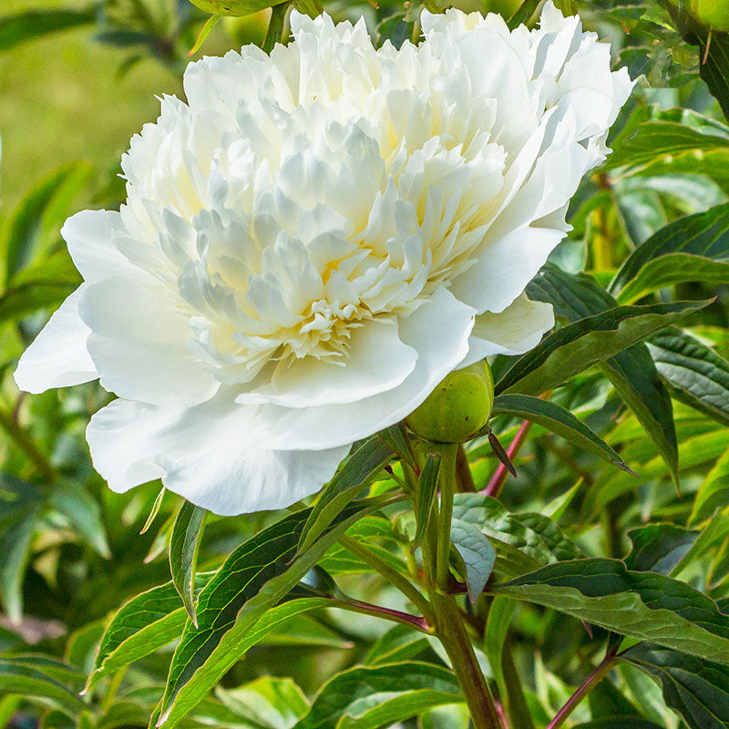 White Charm