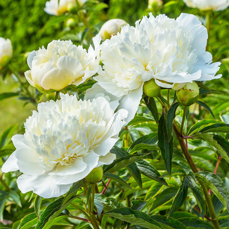White Charm