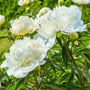 White Charm
