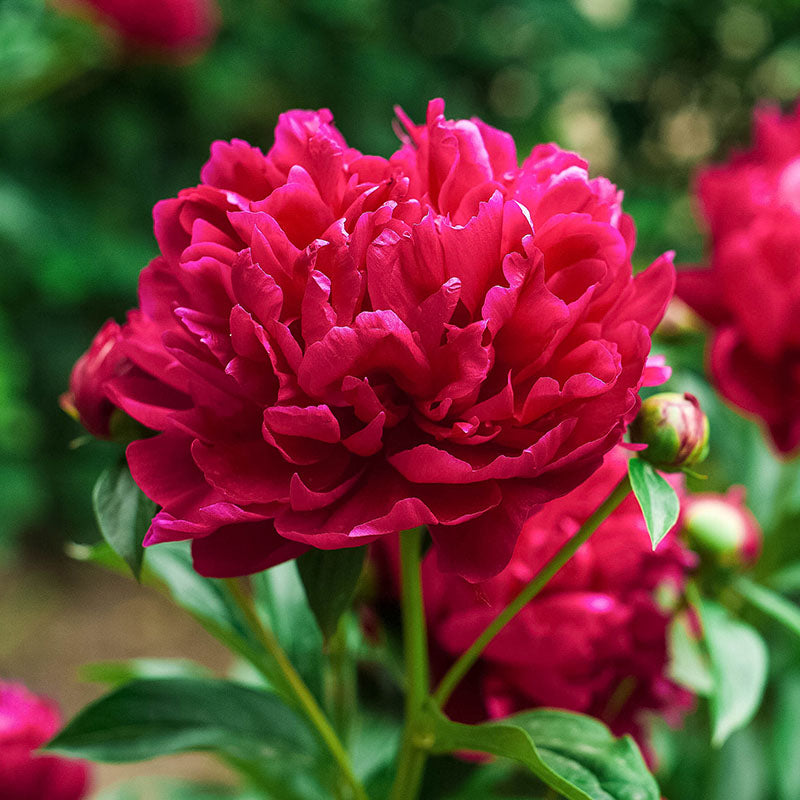 Red Love