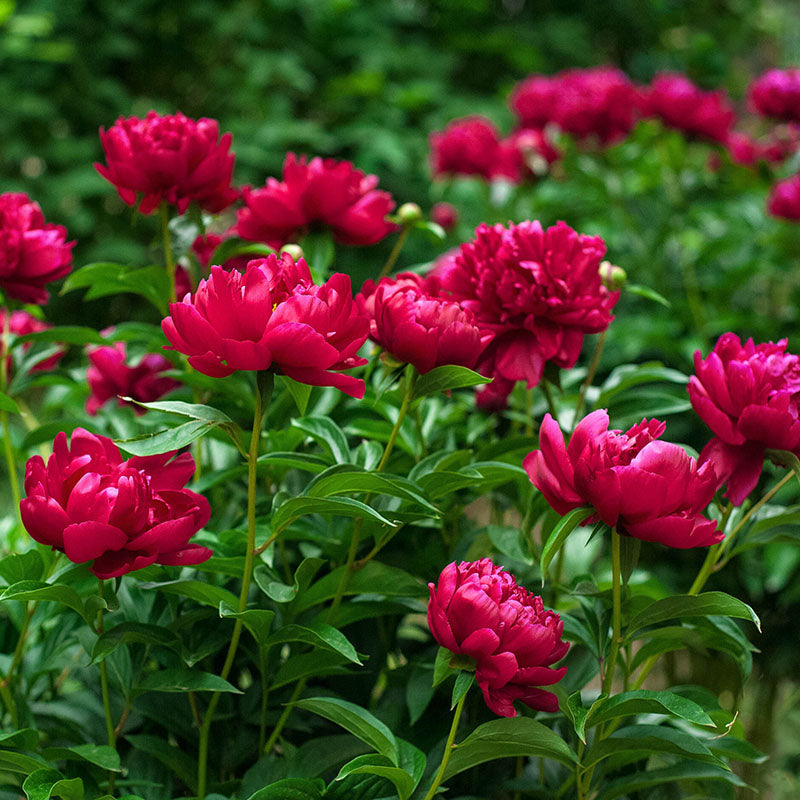 Red Love
