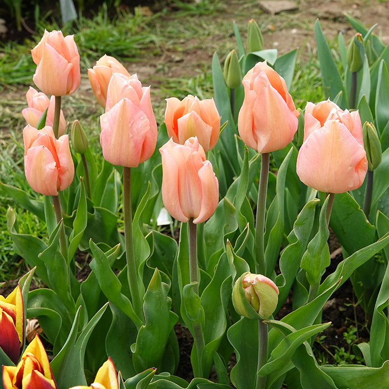 Apricot Beauty