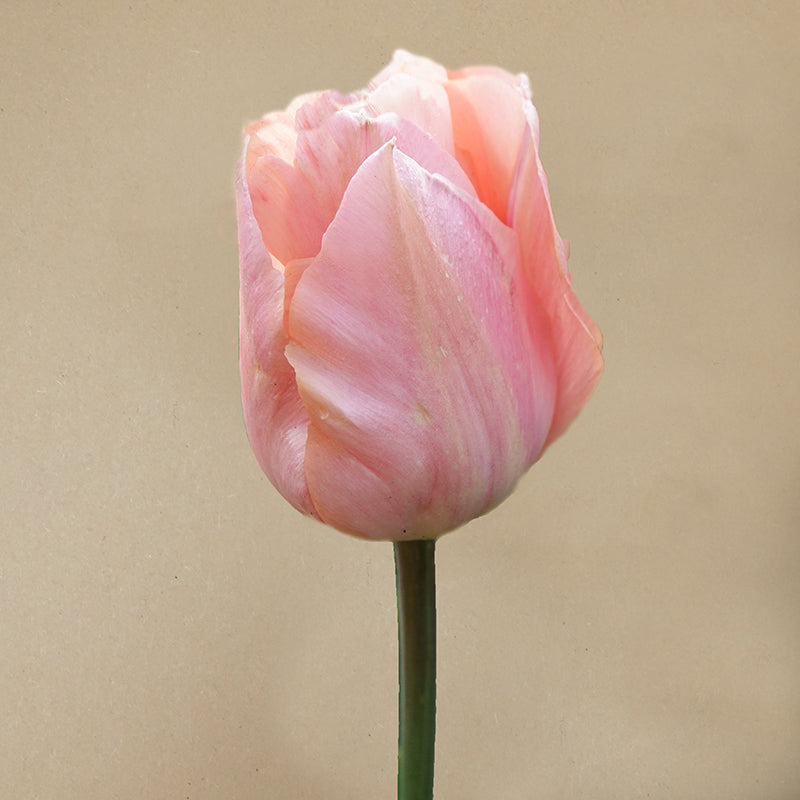 Apricot Beauty