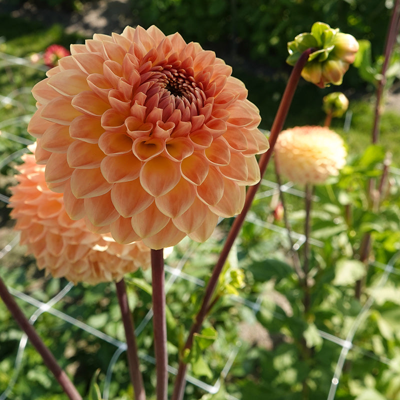 Blyton softer gleam