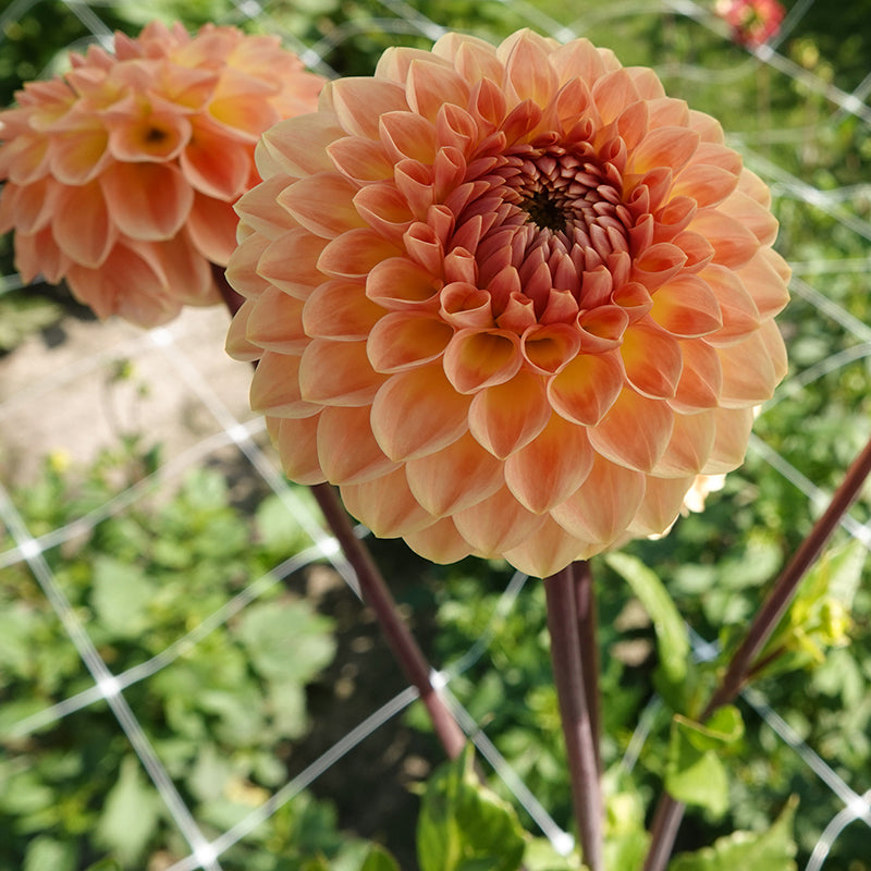 Blyton softer gleam