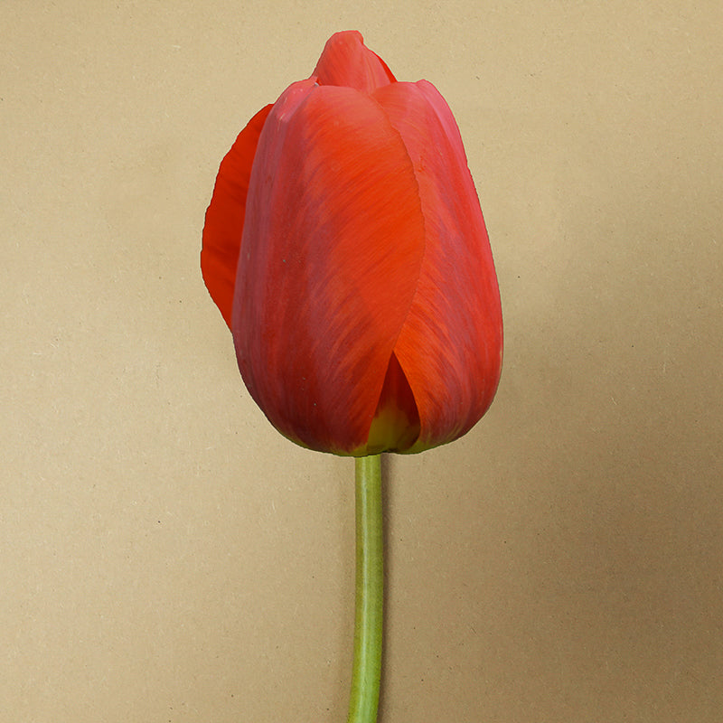 Color Cardinal
