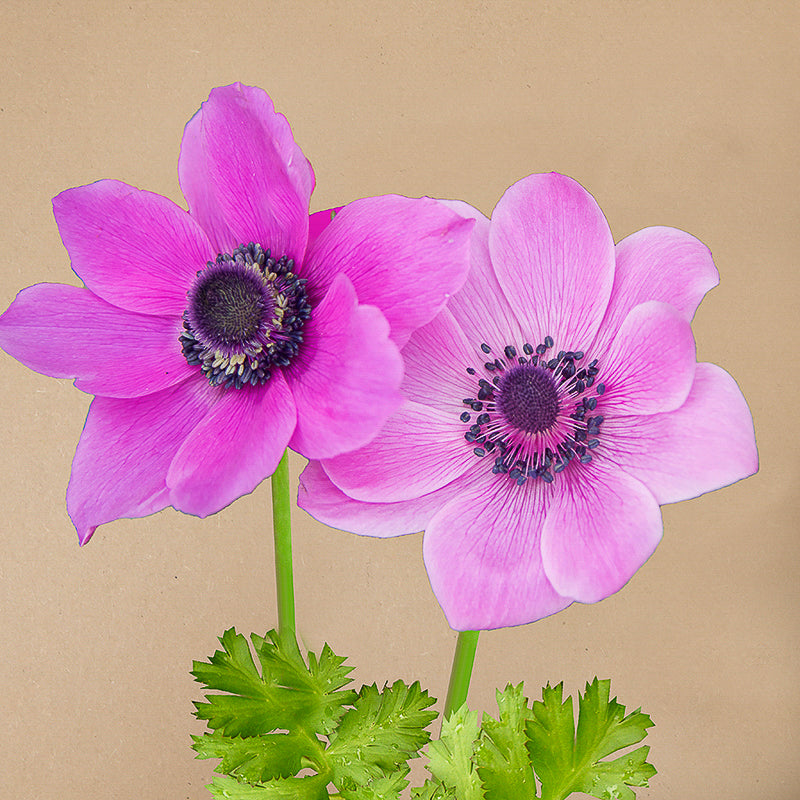coronaria 'Sylphide'