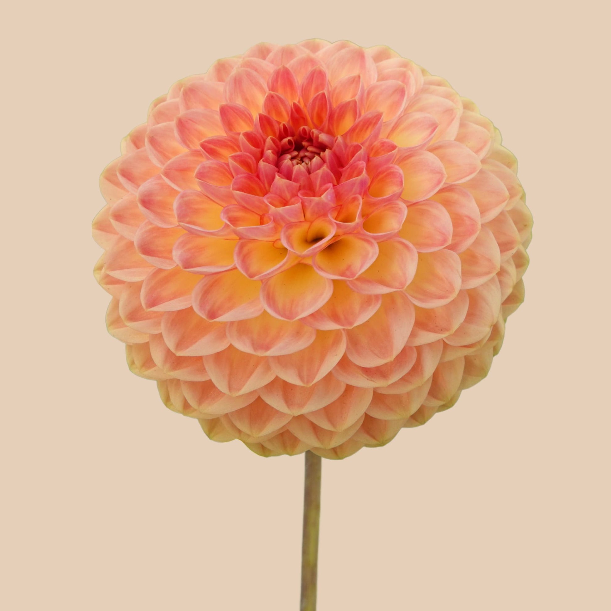 Blyton softer gleam