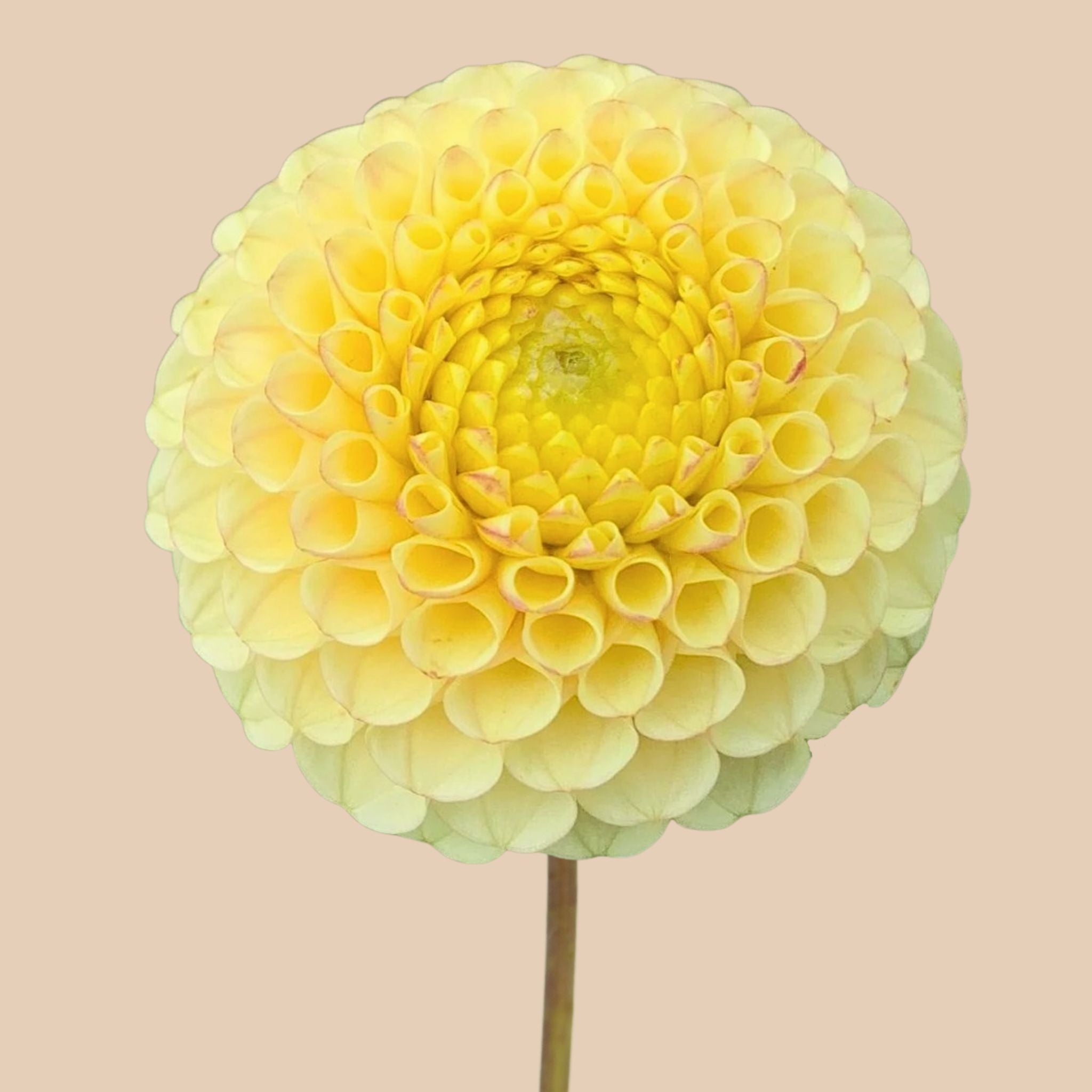 Buttercup