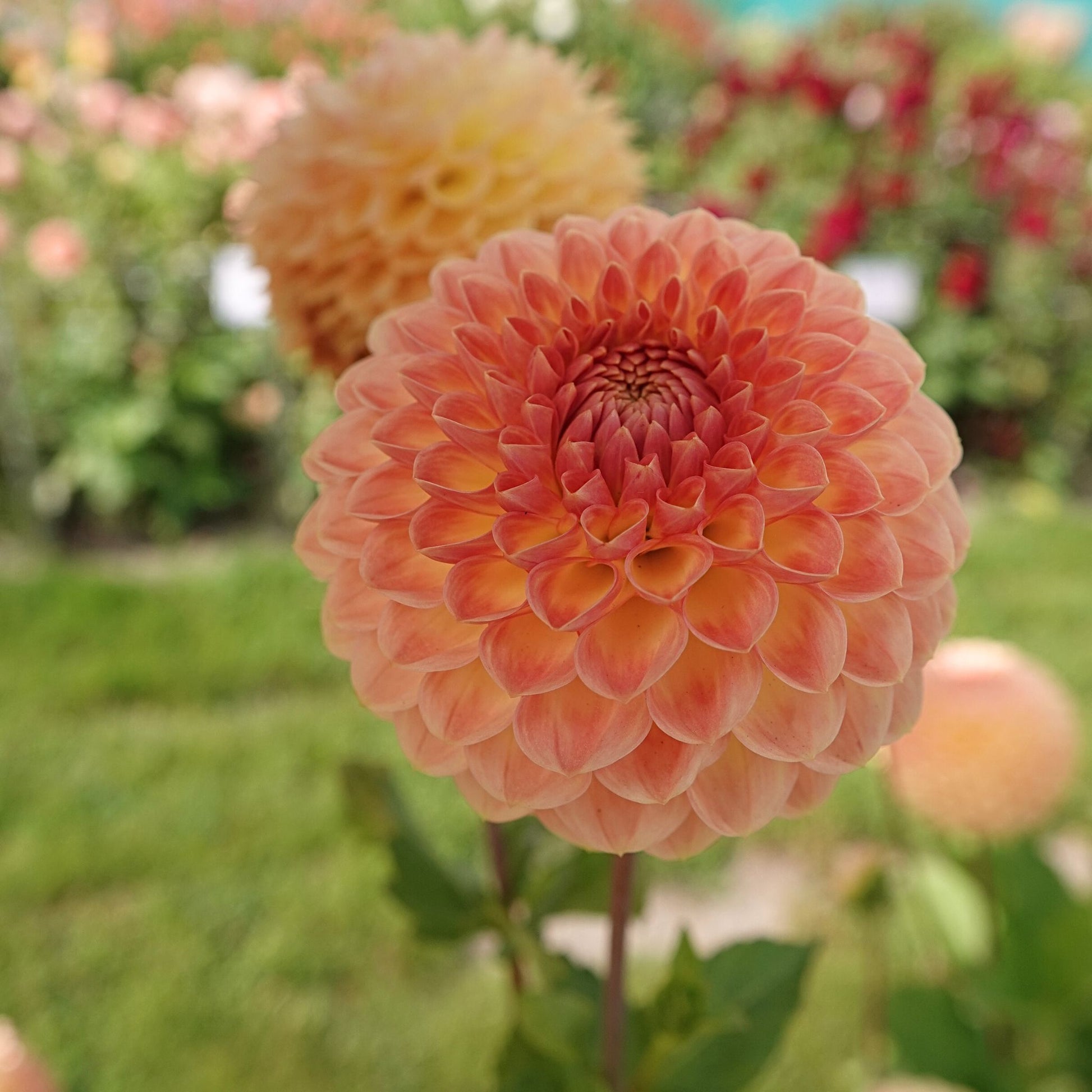 Blyton softer gleam