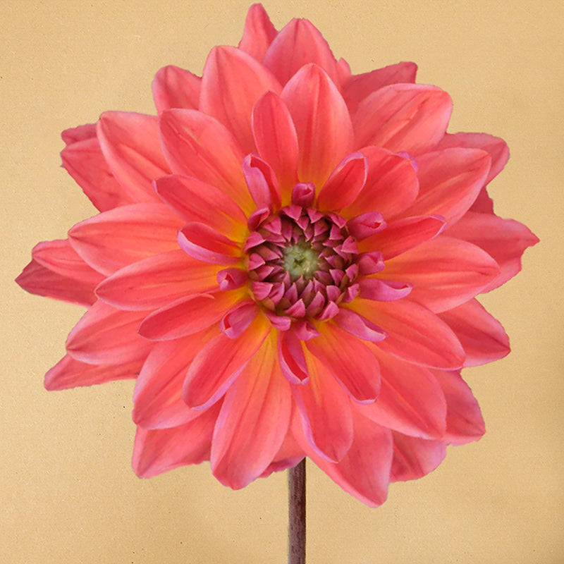 Dutch pearl
