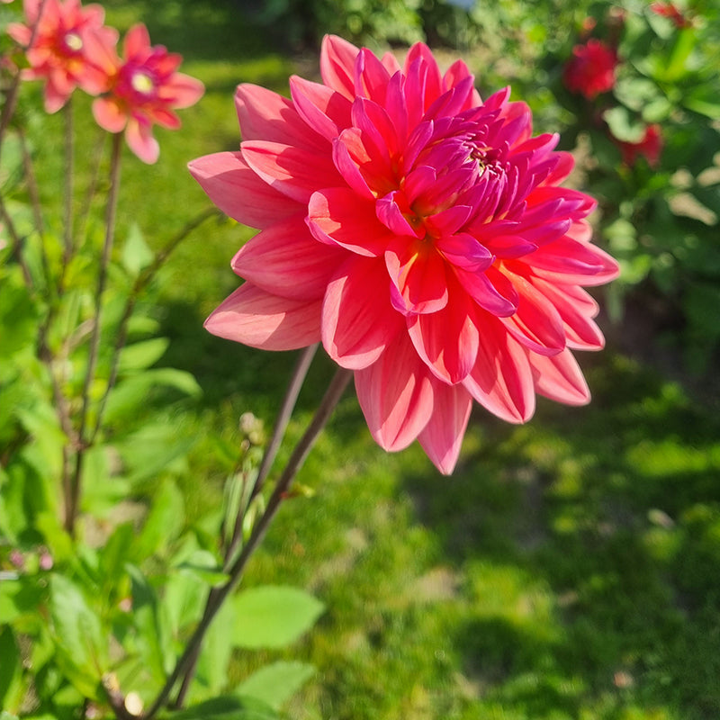Dutch pearl