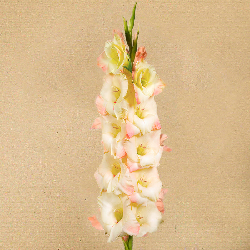 Creme perfect