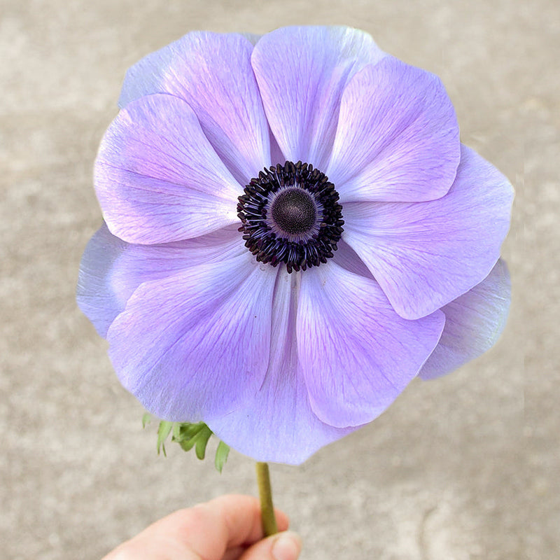 Mistral Blue
