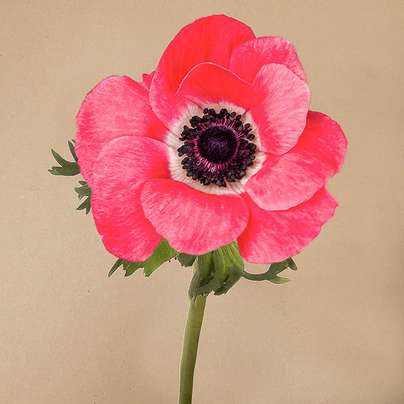 Mistral Rosa Shocking