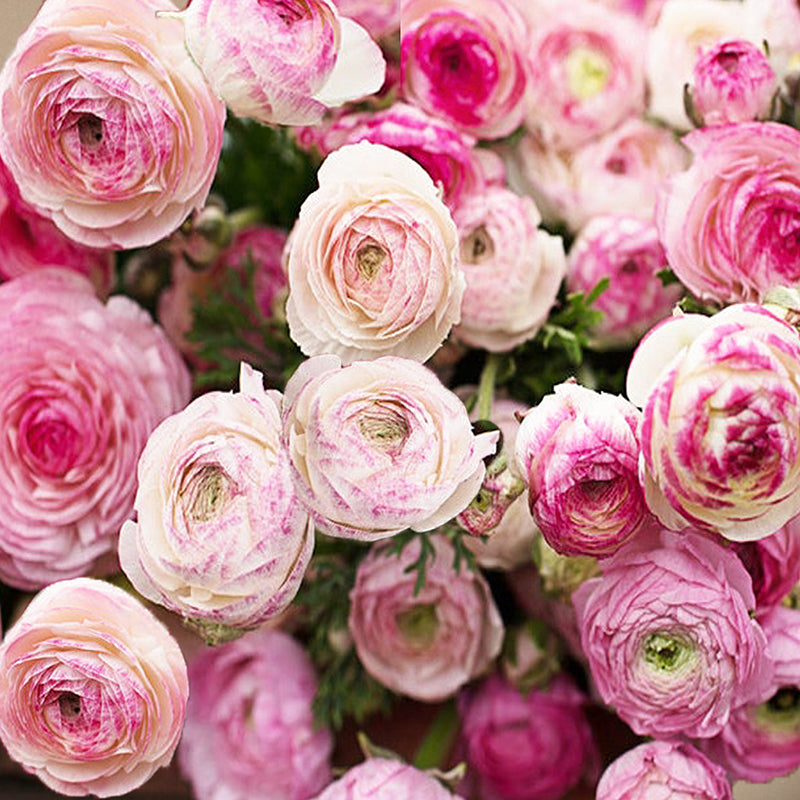 Picotee Rosa