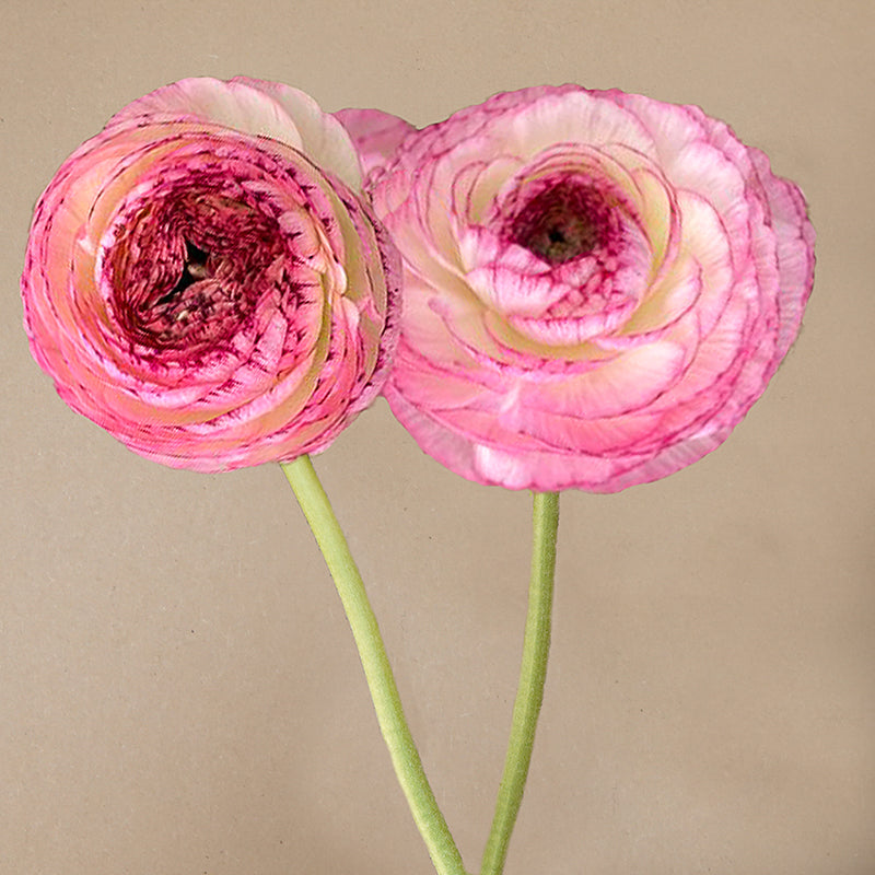 Picotee Rosa