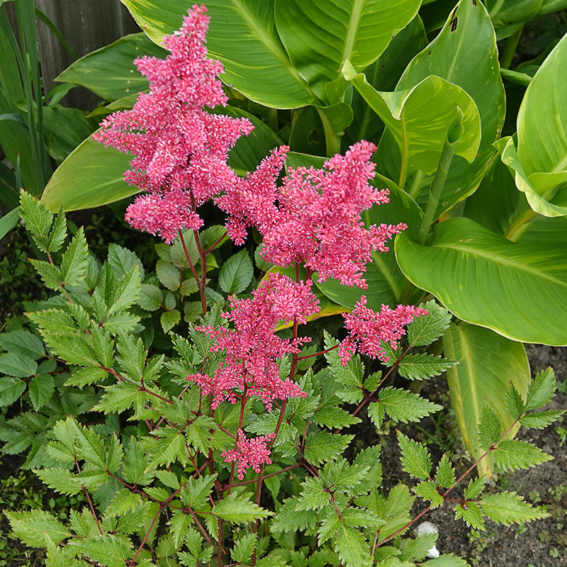 Astilbe red