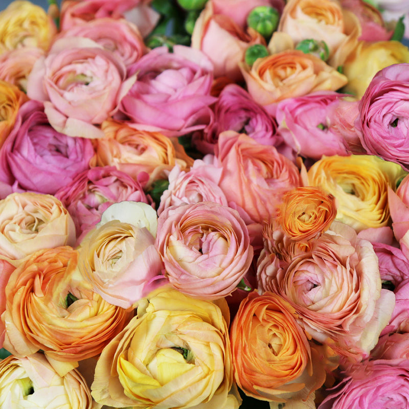 Pastel mix