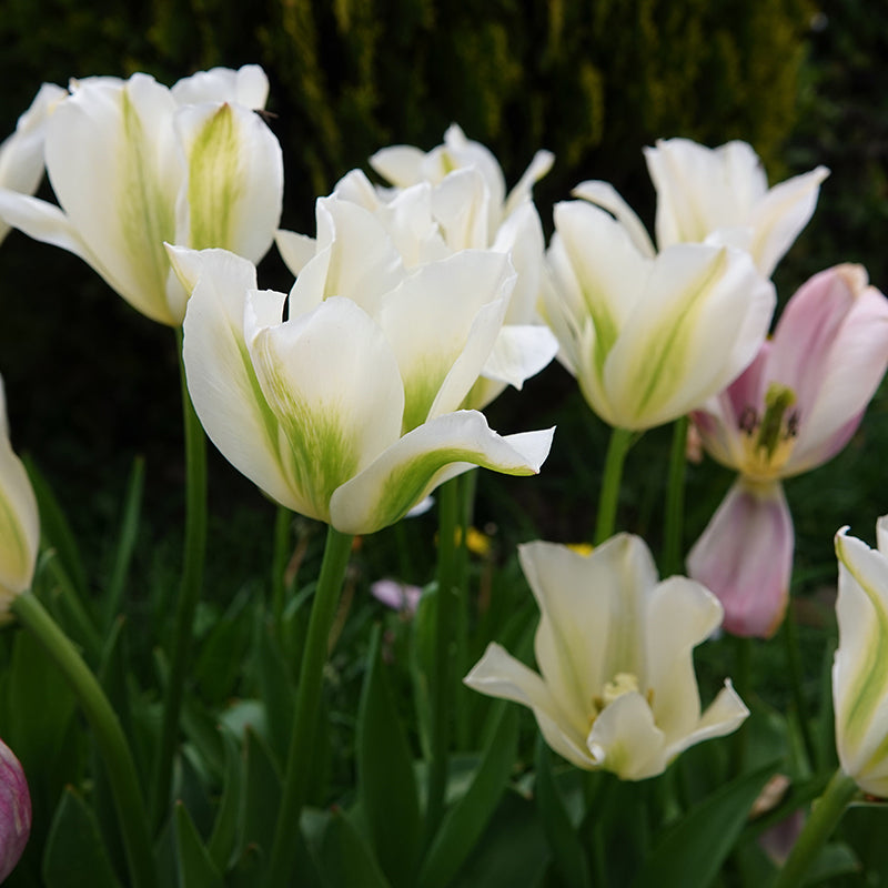 Spring Green