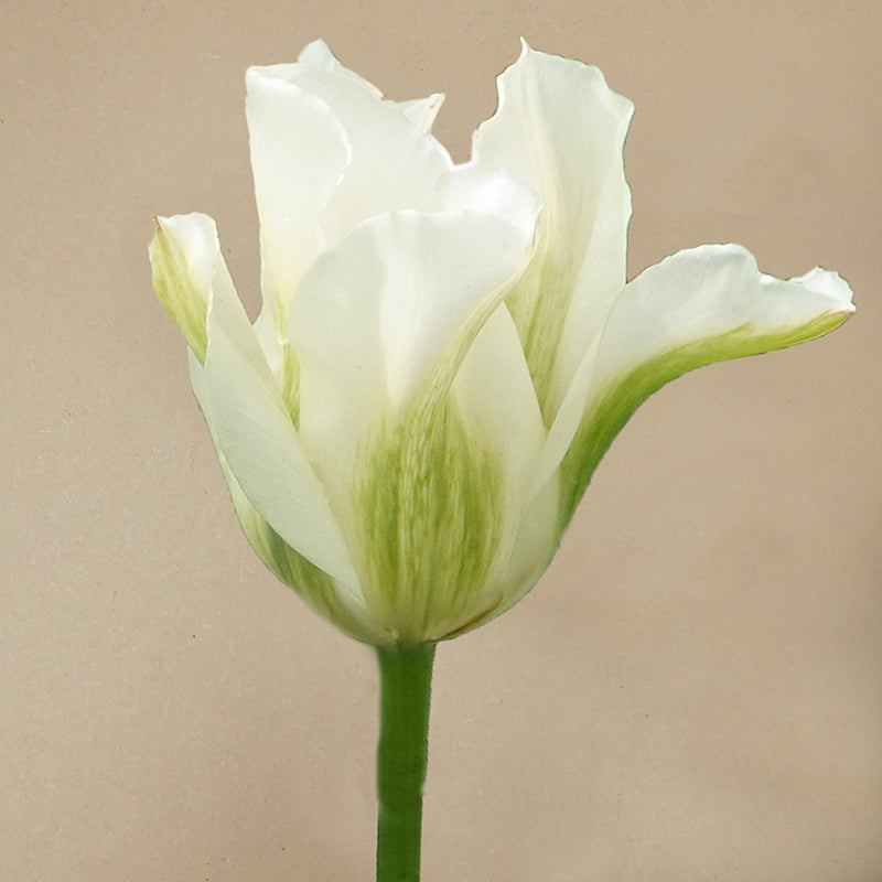 Spring Green