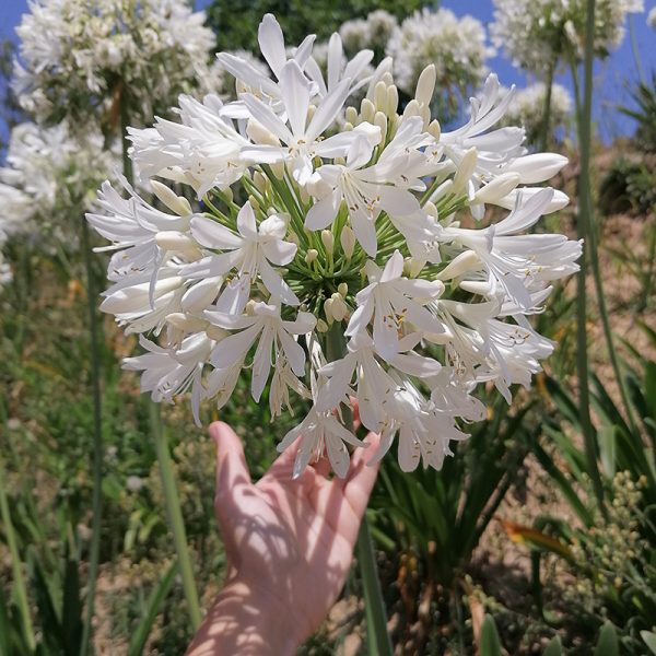 Agapanthus ‘alba Wurzeln Bestellen The Blooming Company