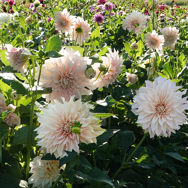 Großblumige Dahlie ‘Café au Lait’ kaufen? The Blooming Company