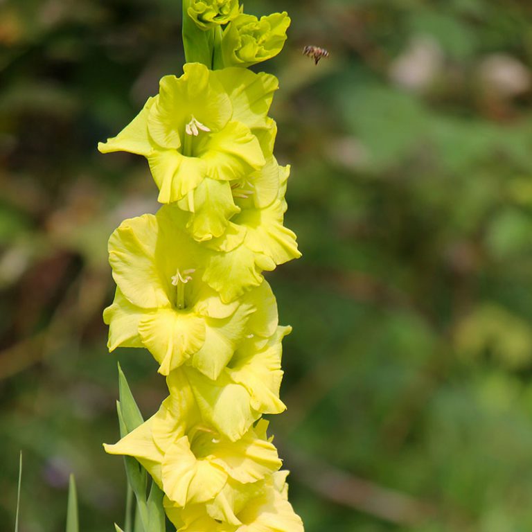 Abessinische Gladiole SternGladiolen The Blooming Company