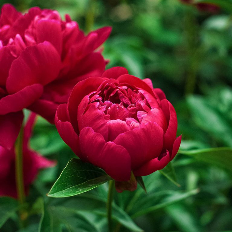 Pfingstrosen knollen klassische Gartenpflanzen The Blooming Company